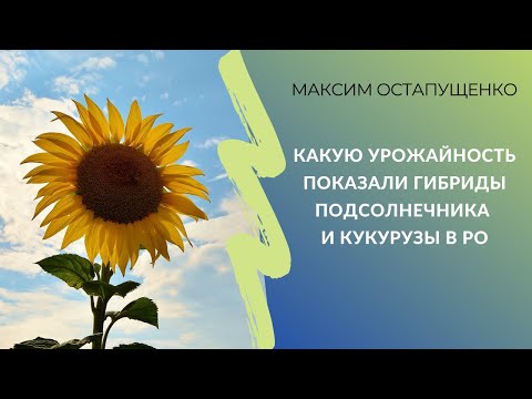 Видео: Какую урожайность показали гибриды подсолнечника и кукурузы в Ростовской области