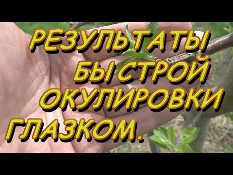 Видео: РЕЗУЛЬТАТЫ УЛУЧШЕННОЙ ОКУЛИРОВКИ ЯБЛОНИ И ПЕРСИКА