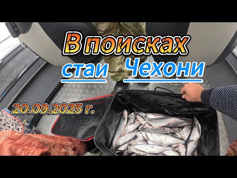 Видео: В поисках стаи Чехони 20 09 2025 г
