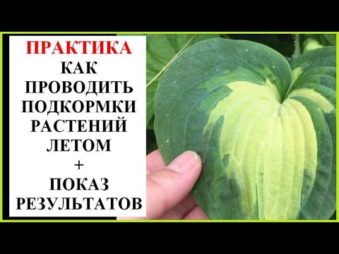 Видео: Летние подкормки: чем, как и для чего