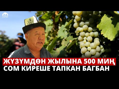 Видео: Жүзүм багынан жылына 500 миң сом киреше тапкан баткендик багбан