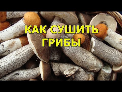 Видео: Как сушить грибы. В работе сушилка Мастерица