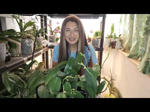 Видео: 5 Ящиков НОВЫХ ОРХИДЕЙ/ УРВАЛА супер НОВИНКИ Орхидей в ОРХОРАЙ / Обработка и Обзор