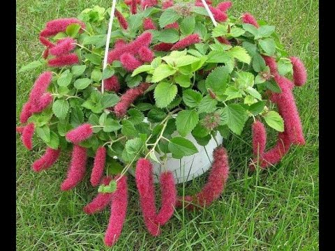 Видео: АКАЛИФА или ЛИСОХВОСТ | Уход и разведение в домашних условиях