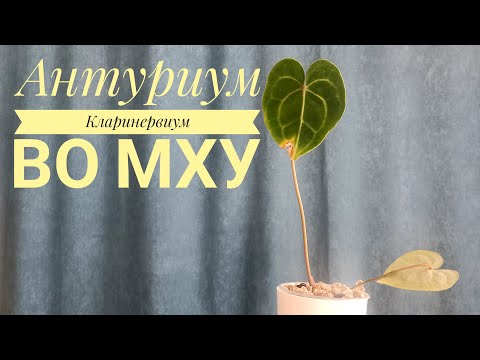 Видео: Антуриум Кларинервиум во мху.