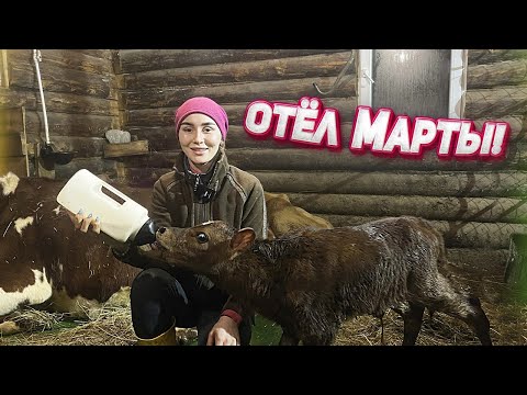 Видео: Отёл джерсейско-айрширской нетели. Первая дойка. Огромный удой! | Молодая Ферма