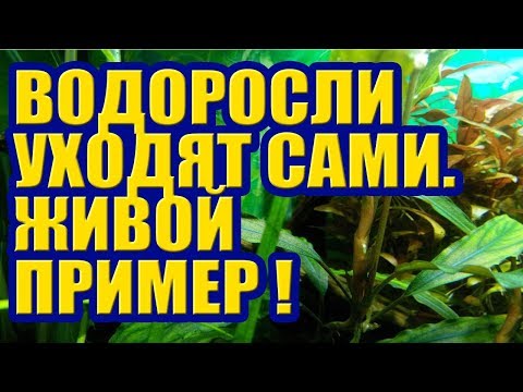 Видео: Водоросли уходят сами, без Альгицидов. Живой пример. Черная Борода, Нитчатка, Вьетнамка