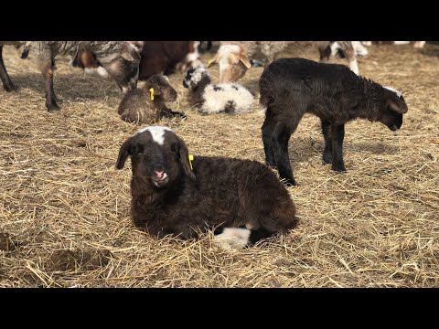 Видео: Вторая неделя окота  🐑