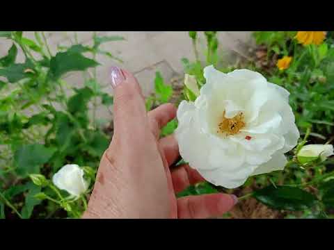 Видео: #Розы , цветы небесной красоты. #Розы на фарфоре. #