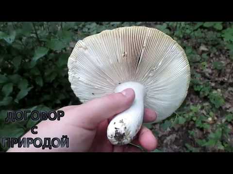 Видео: СЫРОЕЖКИ рулят БЛЕДНАЯ ПОГАНКА Дубовики Возможно млечник дубовый.Сезон 2018.