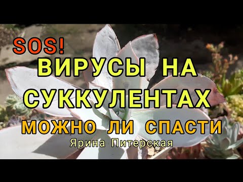 Видео: Вирусы на суккулентах. Можно ли спасти.