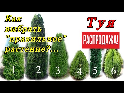 Видео: Как правильно купить декоративное растение. На что обращать внимание, и чего не делать! РАСПРОДАЖА!