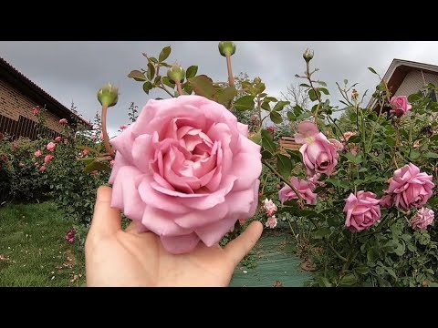 Видео: Осенние работы в саду, отвечаю на  вопросы/Красотка Mamiethalene
