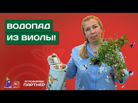 Видео: СЕКРЕТЫ ВЫСАДКИ И ПЫШНОГО ЦВЕТЕНИЯ АМПЕЛЬНОЙ ВИОЛЫ