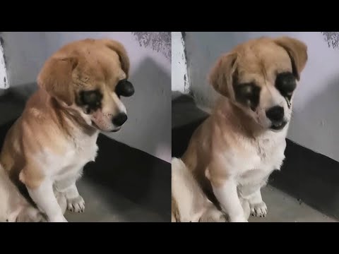 Видео: Его глаза вылезли из орбит и он ничего не видел. После ранения он спрятался в углу