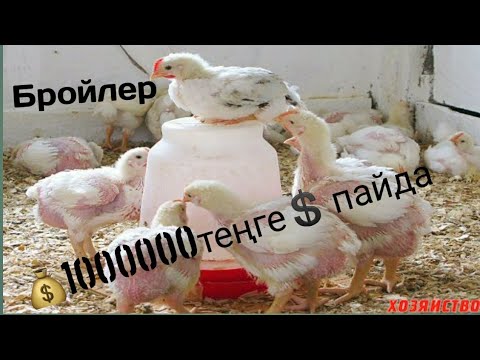 Видео: Бройлер бизнесі/Бройлер сою