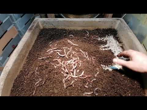 Видео: Кормление товарника и малька ( ответы на вопросы)