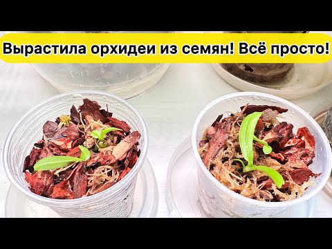 Видео: Уже результат: ВЫРАСТИТЬ ОРХИДЕИ ИЗ СЕМЯН