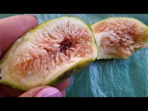 Видео: ИНЖИР. СОРТ ЗЕЛЁНЫЙ.