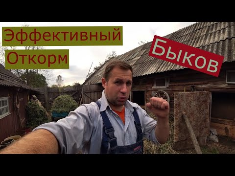 Видео: ЭФФЕКТИВНЫЙ ОТКОРМ БЫКОВ,МОЙ РАЦИОН ОТКОРМА БЫКОВ,БИЗНЕС НА БЫКАХ КРС