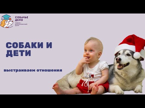 Видео: Собака и ребенок. Как наладить взаимоотношения