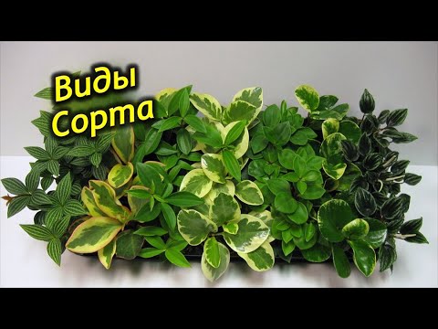 Видео: Разнообразие Пеперомий. Пеперомия – виды и сорта!