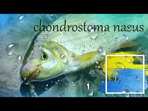 Видео: Лайфхак Прикормки / Ловля Підуста на річці Тиса / Карпати / Підуства / Chondrostoma Nasus