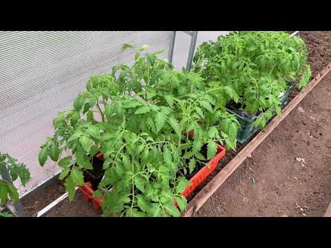 Видео: Готовлюсь к посадке томатов. Всё о теплице.