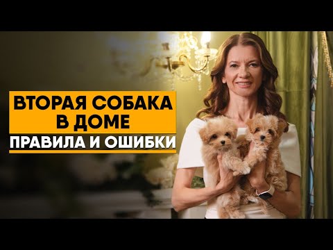 Видео: Два питомца в доме. Как подружить собак. Какого щенка выбрать