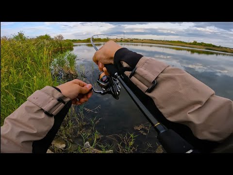 Видео: Ловля щуки и окуня / YAMAGA BLANKS BLUECURRENT 73 All-Range TZ/NANO Professor/ ЧАСТЬ 1