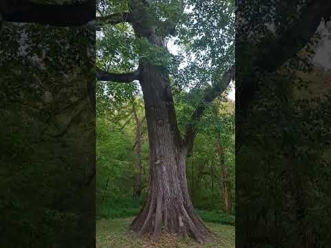 Видео: Прогулка, 4 000 шагов по гринвею на закате* Greenway* Tennessi*