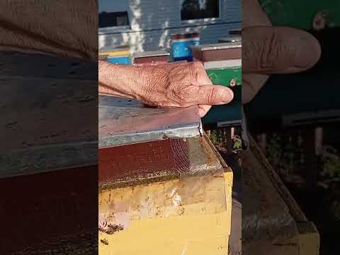 Видео: ,,Подготовка семьи для Банка-Маток,,.