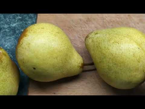 Видео: груша осенняя "Генерал Леклерк", взвешивание и дегустация
