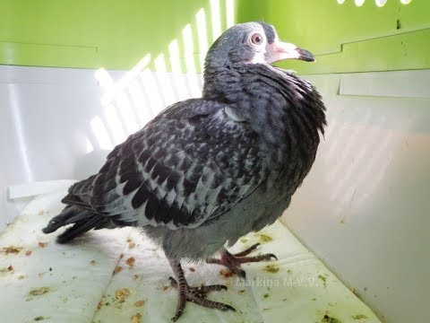 Видео: Птенец голубя, кормление зондом. Как накормить безмолочной злаковой кашей, если не ест сам.