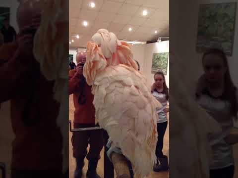 Видео: Попугай Сава хорошо говорит