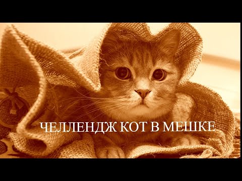 Видео: Любимый челлендж Кот в мешке Октябрь 2025
