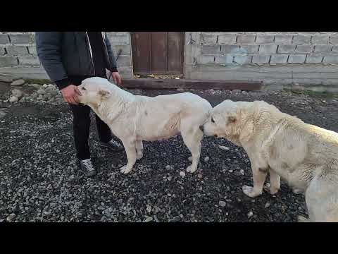 Видео: Питомник Эльдара Нартикоева. Шайтан и его потомки !