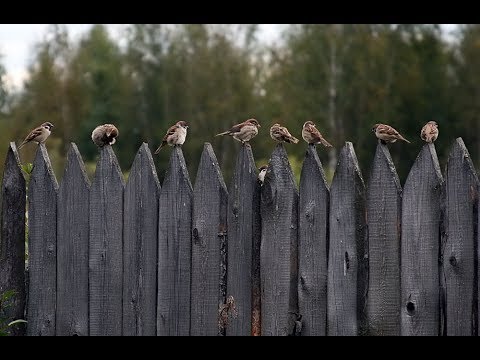 Видео: А  ГДЕ  СЕЙЧАС ТЕ  ВОРОБЬИ.... Макаровна...