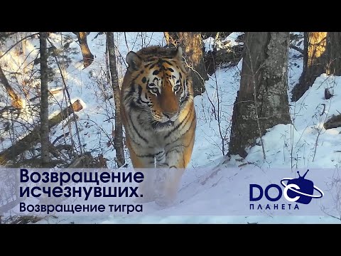 Видео: Возвращение исчезнувших - Часть 1.Возвращение тигра - Документальный фильм