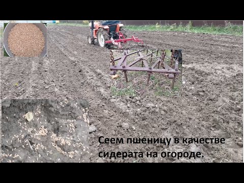 Видео: Сеем сидераты  осенью после уборки урожая на огороде.  Сеем пшеницу в качестве сидерата.