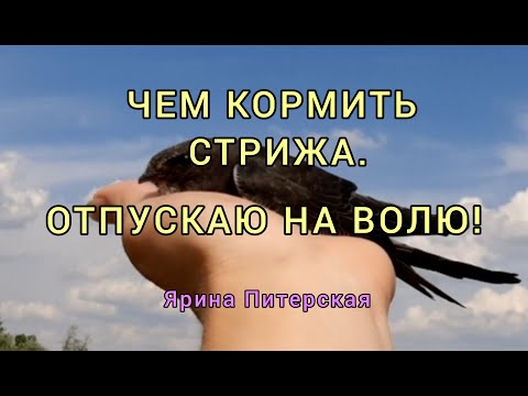 Видео: Чем кормить стрижа. Отпускаю на волю. Первый полет.