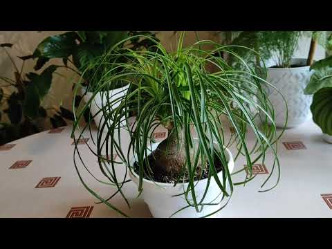 Видео: НОЛИНЫ (ИХ ДВЕ и в разных странах). ОБО Всем по Немногу. ВПЕРВЫЕ Отвечаю на КОММЕНТАРИИ