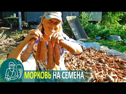 Видео: 🌿 Посадка моркови на семена по технологии Гордеевых