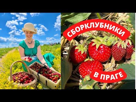 Видео: СБОР КЛУБНИКИ В ЧЕХИИ. КЛУБНИКА В ПРАГЕ