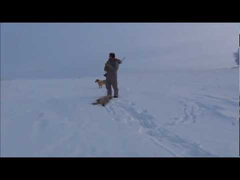 Видео: Охота на койотов. Рождество 2012. Канада.