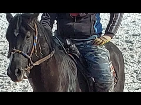 Видео: БУЗКАШИ ДАР ДЕҲАИ ПАСТИРОҒ / МАҲМАДШАРИФ ПАЛВОН