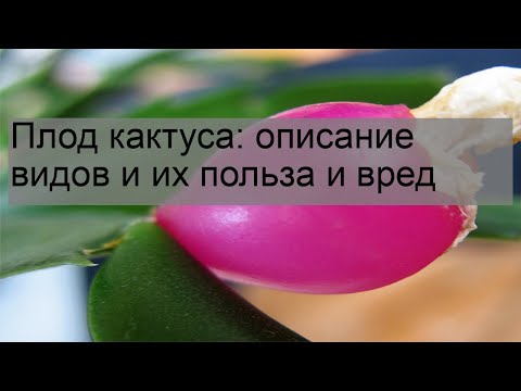 Видео: Плод кактуса: описание видов и их польза и вред