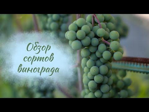 Видео: Обзор сортов винограда