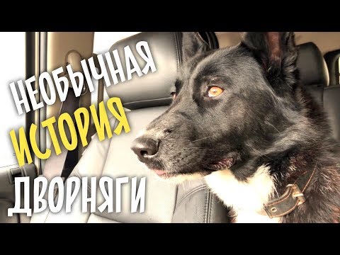 Видео: ЧЕЛЛЕНДЖ выполнен! Год искали семью собаке.