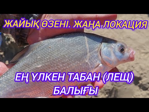 Видео: ЖАЙЫҚ ӨЗЕНІ. ЖАҢА ЛОКАЦИЯ. ЕҢ ҮЛКЕН ТАБАН(ЛЕЩ) БАЛЫҒЫ.